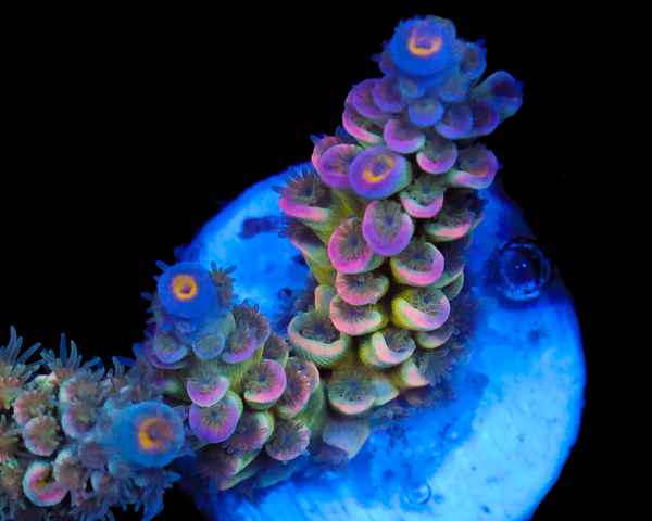 818'S SIERRA MIST TENUIS