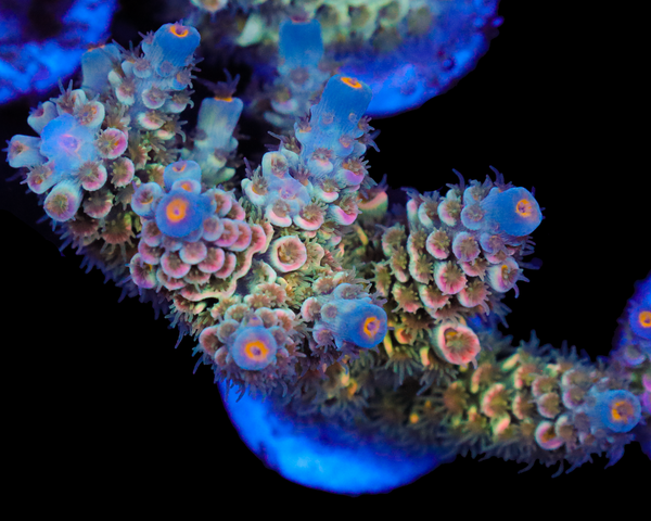 818'S POP ROCKS TENUIS MINI COLONY