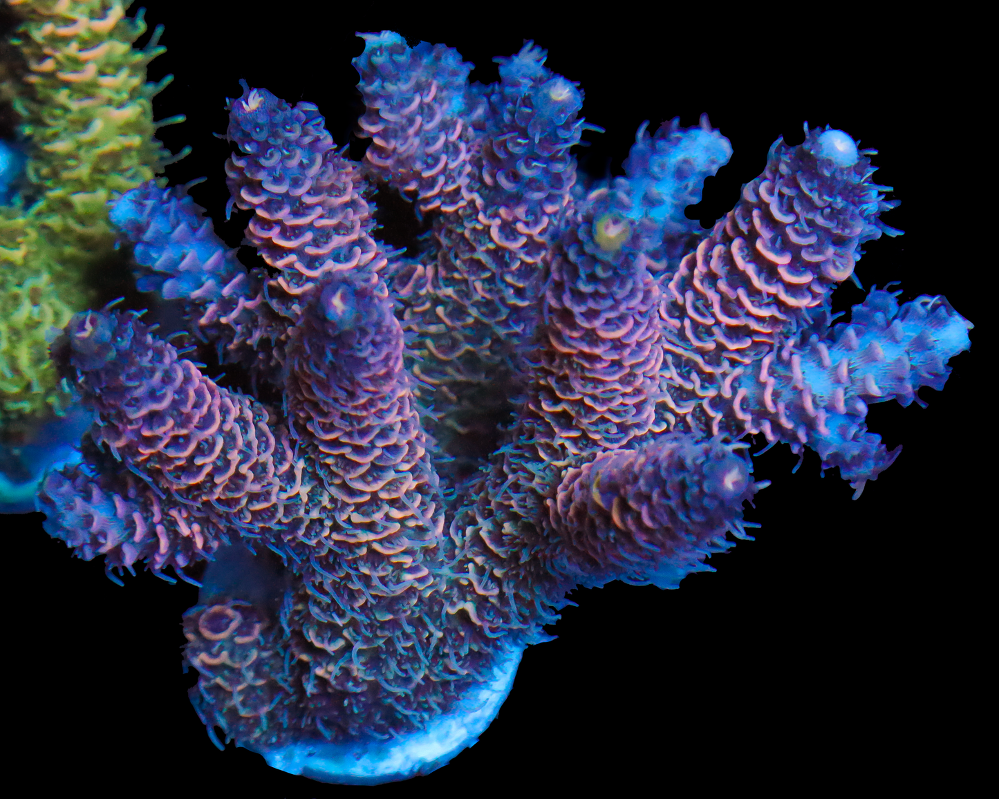 818'S PURPLE MIST MINI COLONY