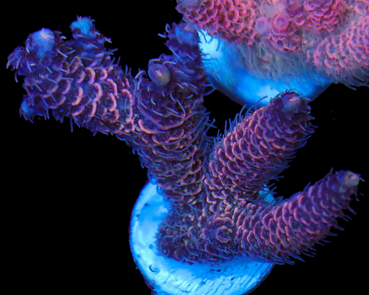 818'S PURPLE MIST MILLIE