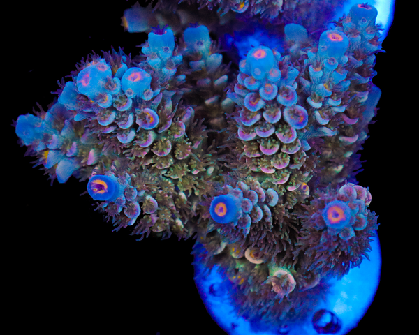 NEW RELEASE TENUIS CHUNKY