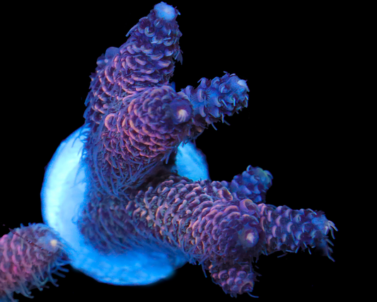 818'S PURPLE MIST MILLIE