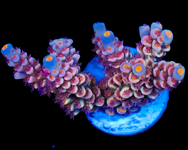 818'S RED VELVET TENUIS