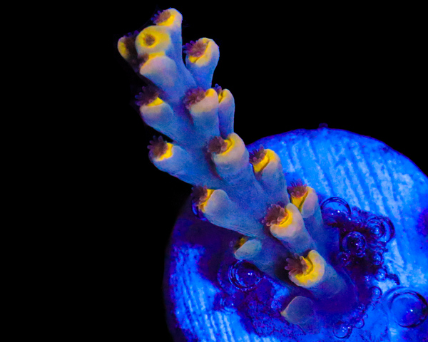 818'S BLACK MAGIC SPECIOSA