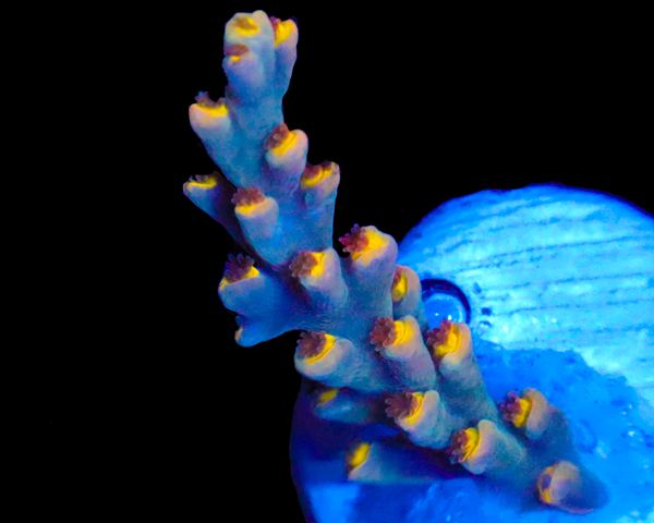 818'S BLACK MAGIC SPECIOSA