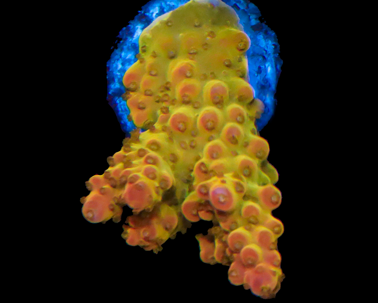 818'S SHOCKTART ACRO