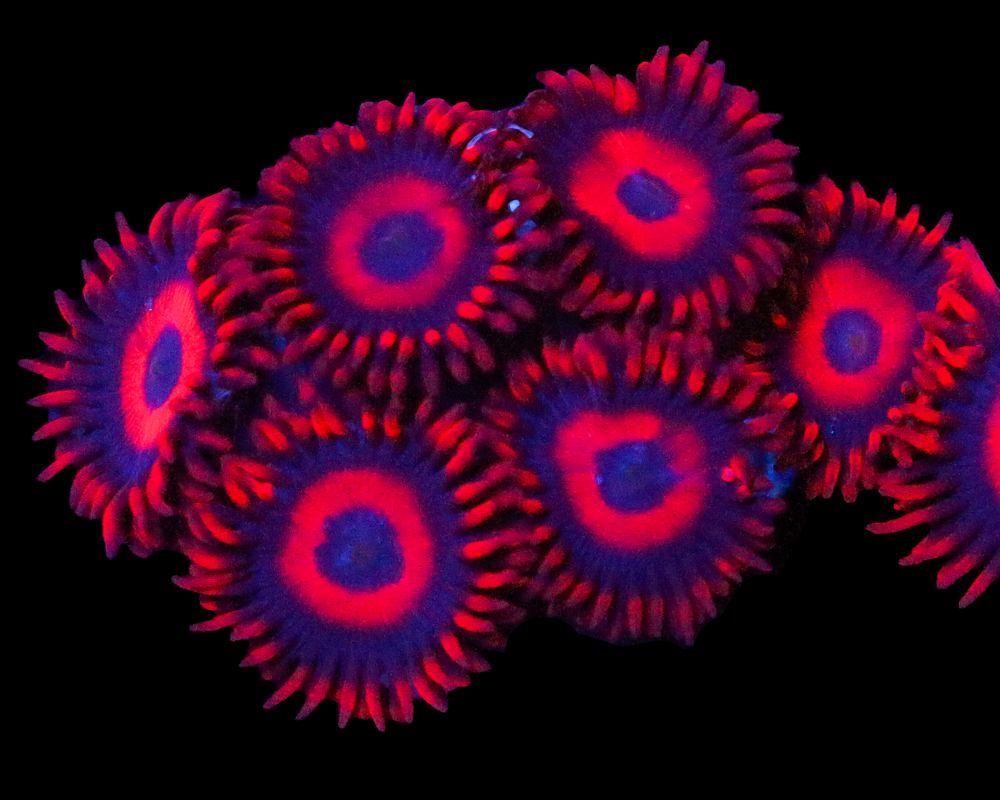 RED OXIDE ZOAS