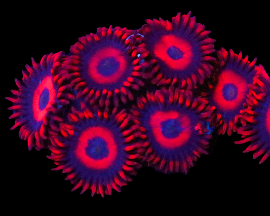 RED OXIDE ZOAS