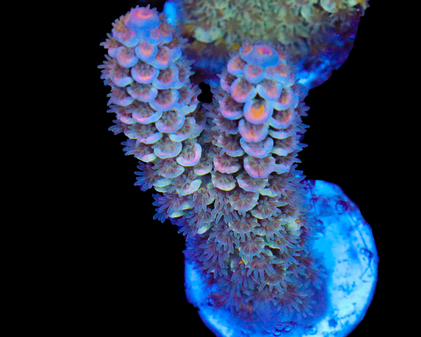 818'S PINK EYE TENUIS