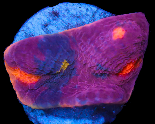 818'S RAINBOW RIM CHALICE