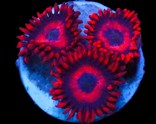 RED OXIDE ZOAS