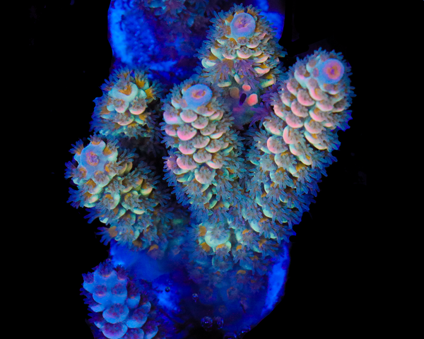 818'S NORTHERN LIGHTS TENUIS CHUNKY