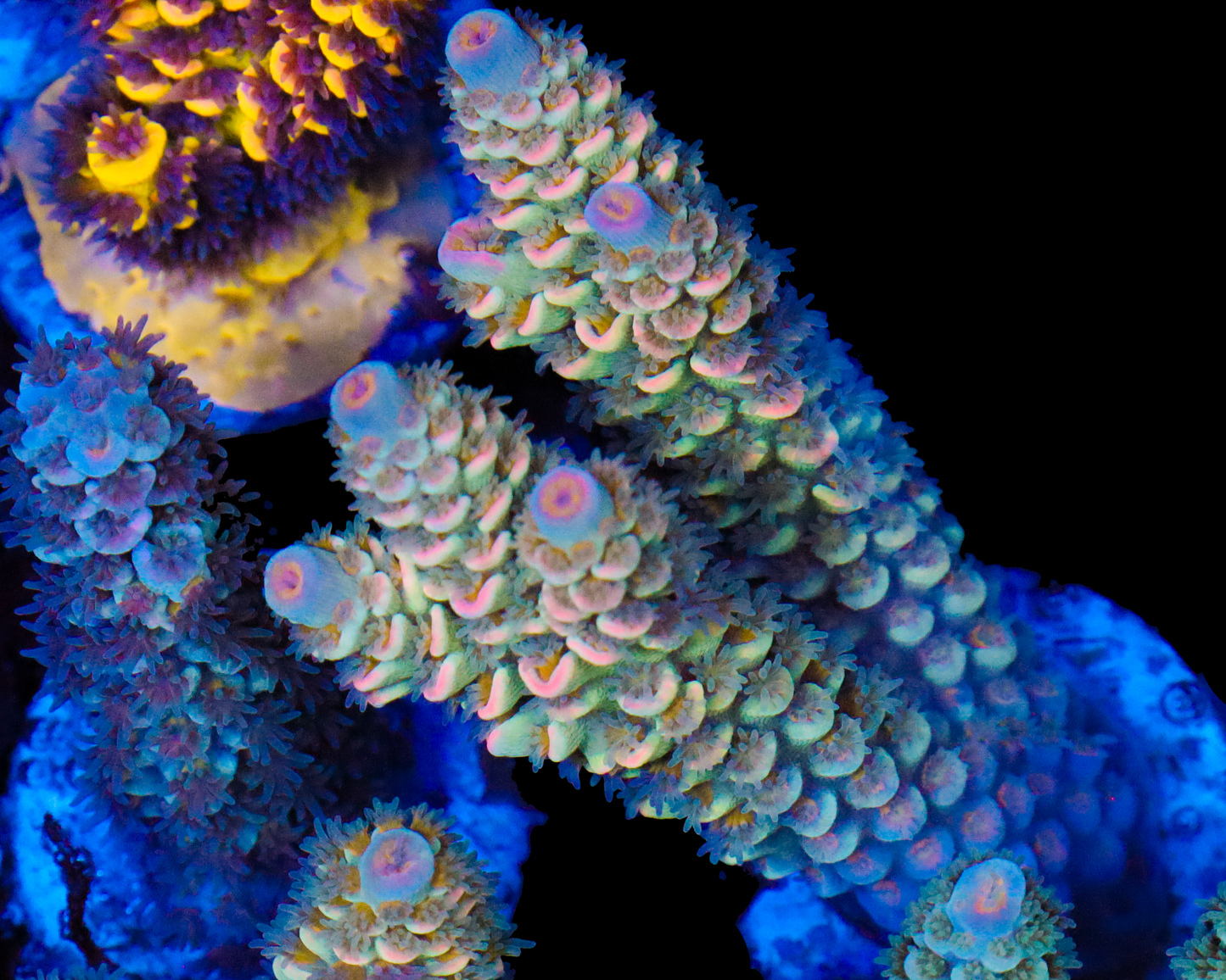 818'S CITRUS SMOOTHIE TENUIS CHUNKY