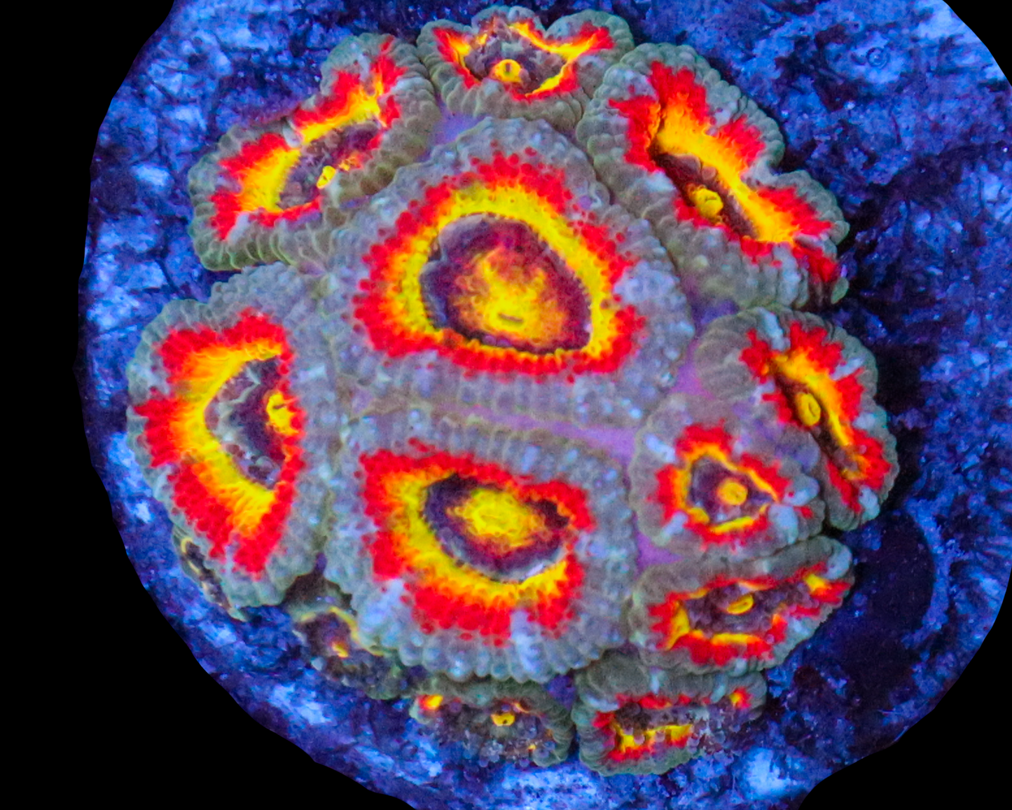 HOLY GRAIL MICROMUSSA