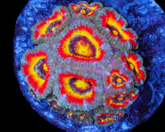 HOLY GRAIL MICROMUSSA