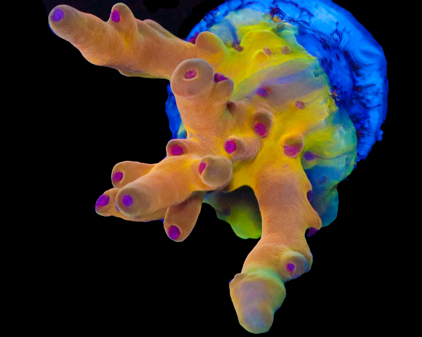 818'S DAYDREAM ACRO GRAFTED