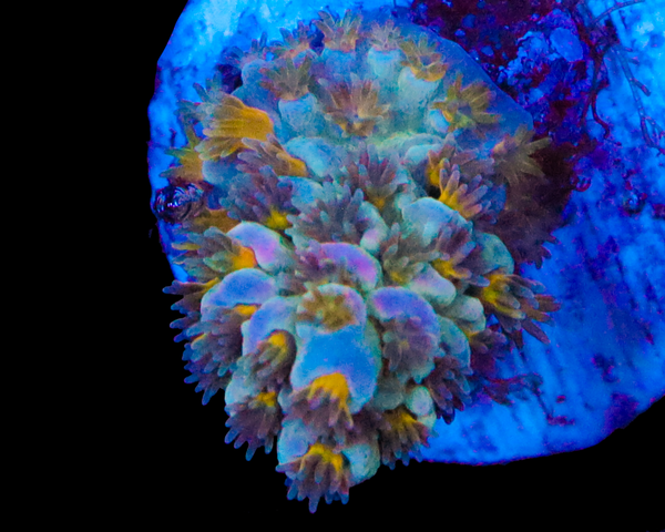 818'S BLUE FLAME TENUIS SMALL