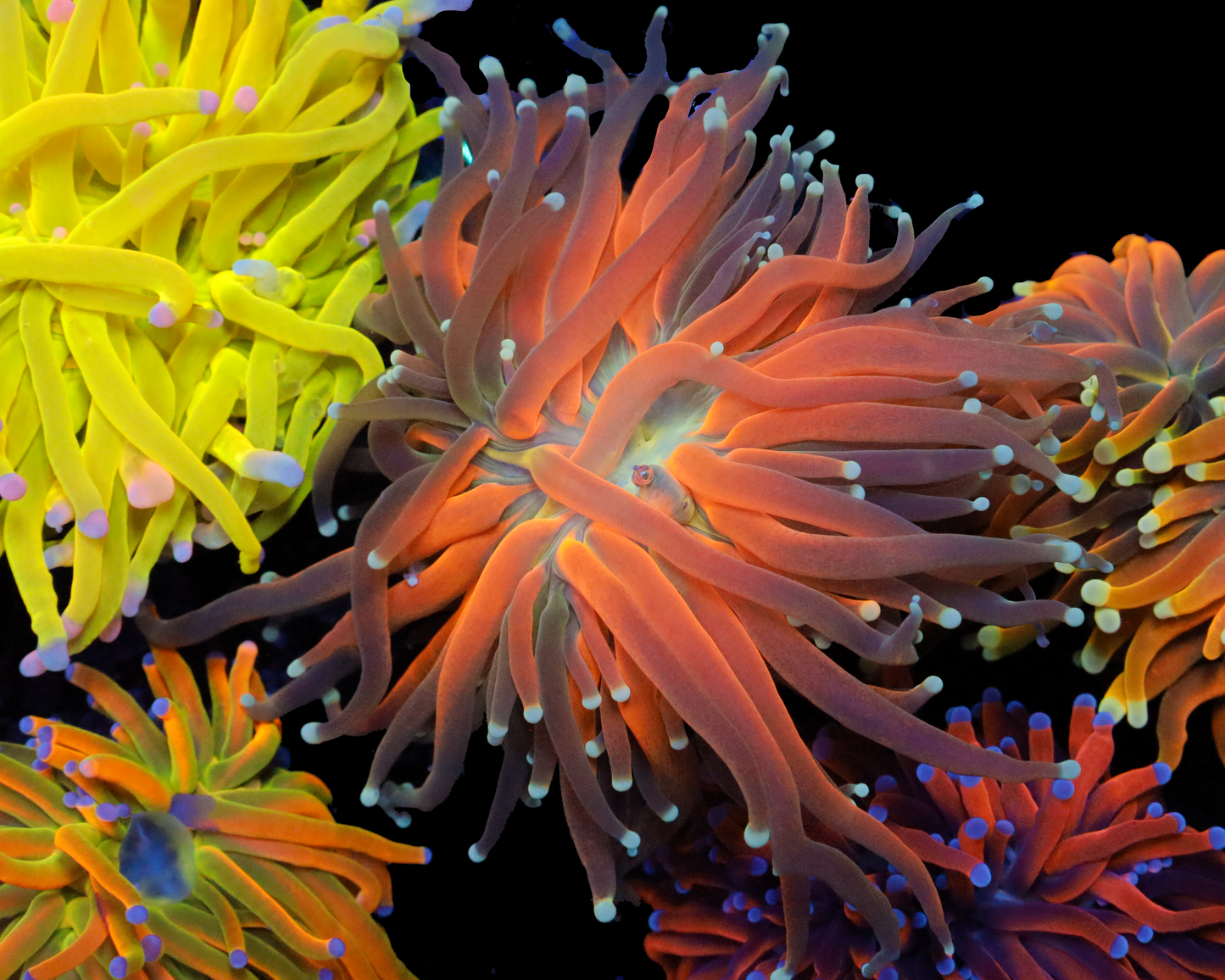 AQUACULTURED TIGER TORCH