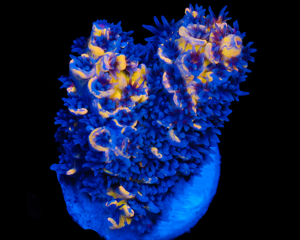 818'S WILIES WONDER INCREDIBLE