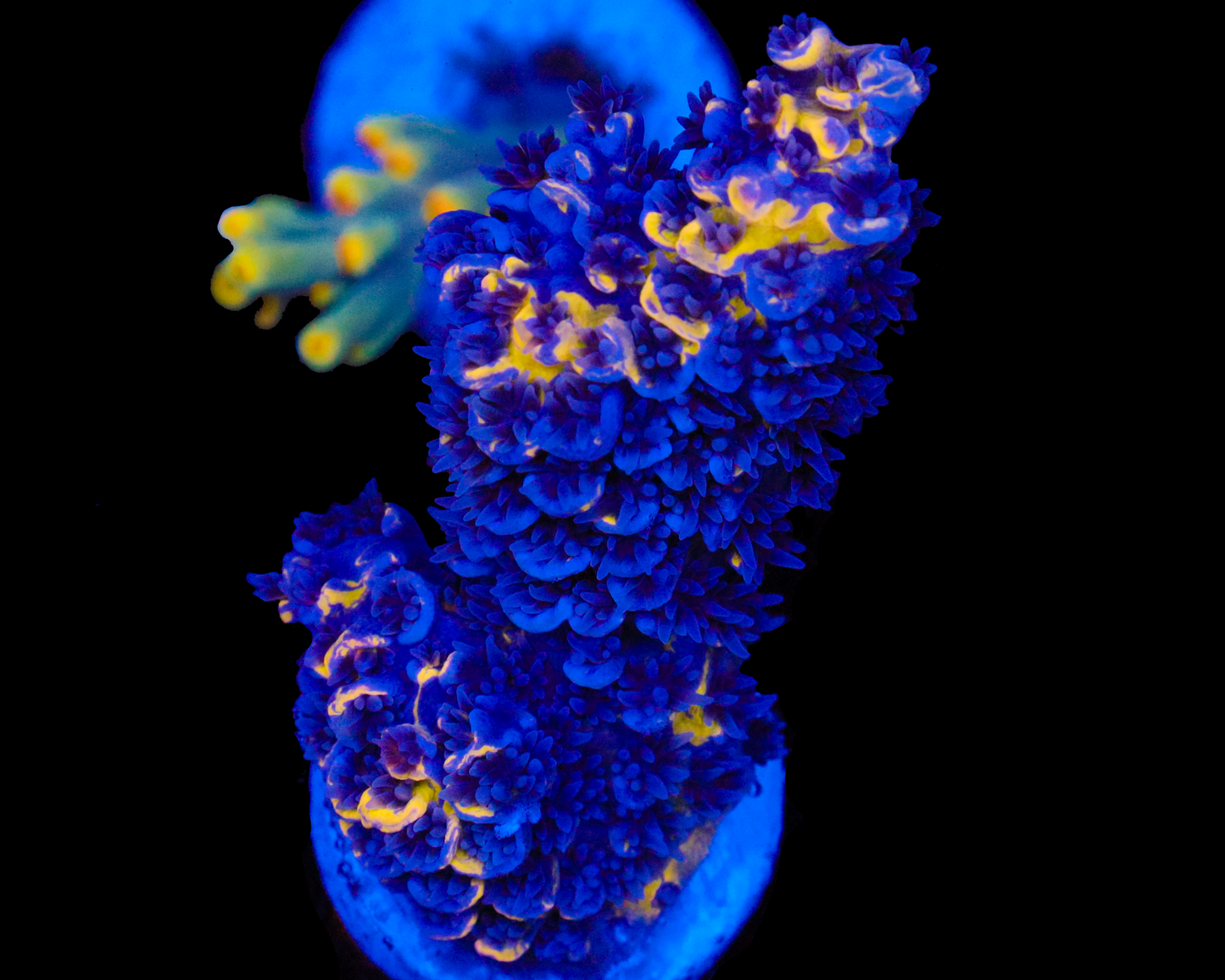 818'S WILIES WONDER INCREDIBLE COLLECTORS PIECE