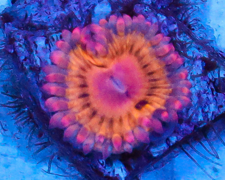 STRATOCASTER ZOAS