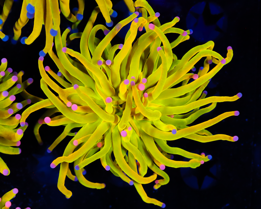 SKITTLES HOLY GRAIL TORCH