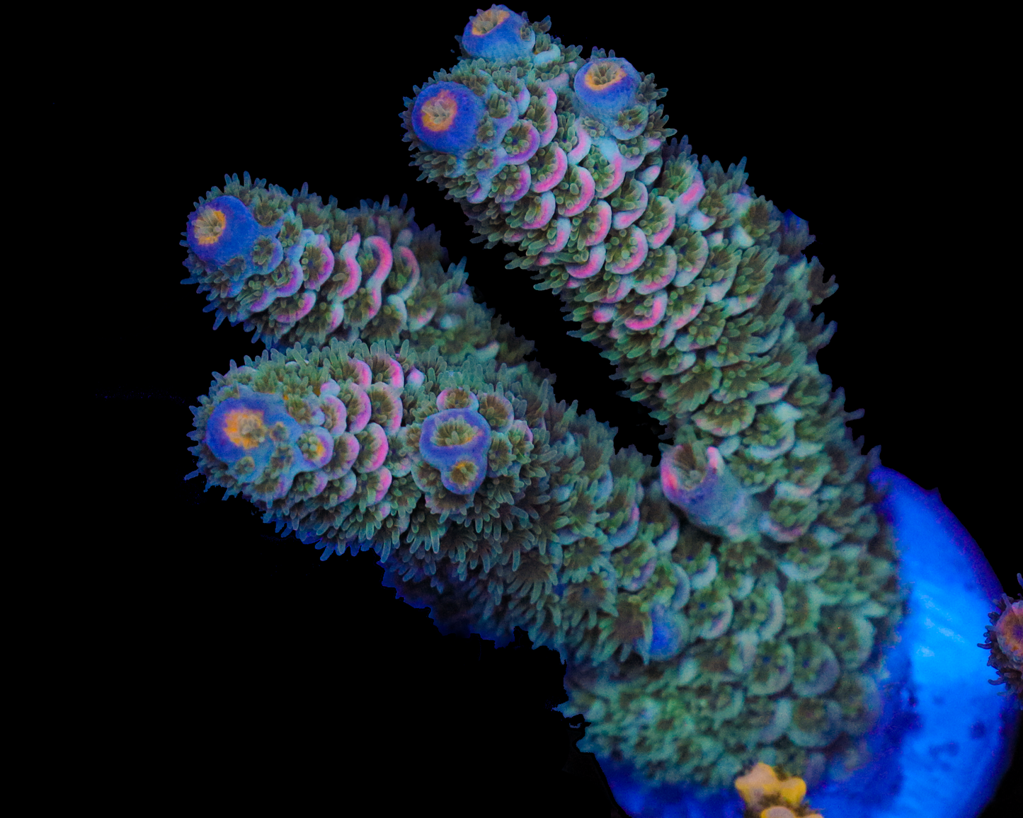 818'S PIPELINE TENUIS CHUNKY