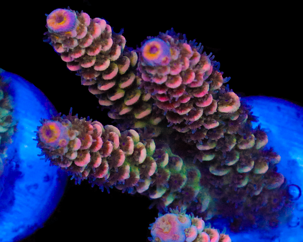 818'S HELLRAISER TENUIS