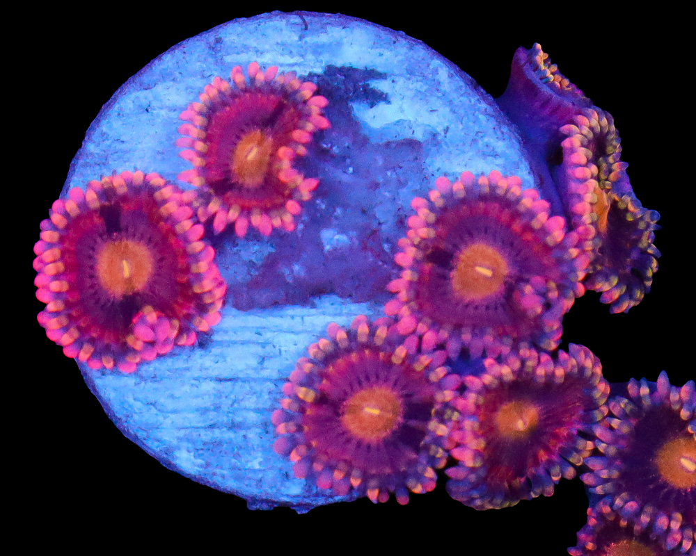 BOZOS BIRTHDAY ZOAS