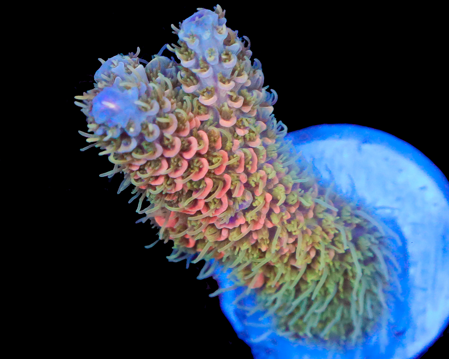 818'S SUNKIST MILLIE