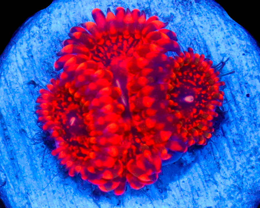 FLAMING MOHICIAN ZOAS
