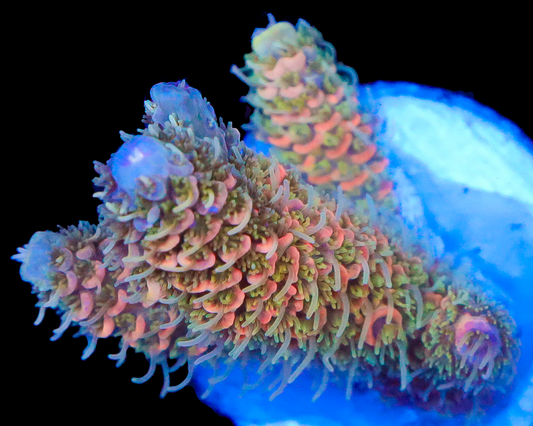 818'S SUNKIST MILLIE