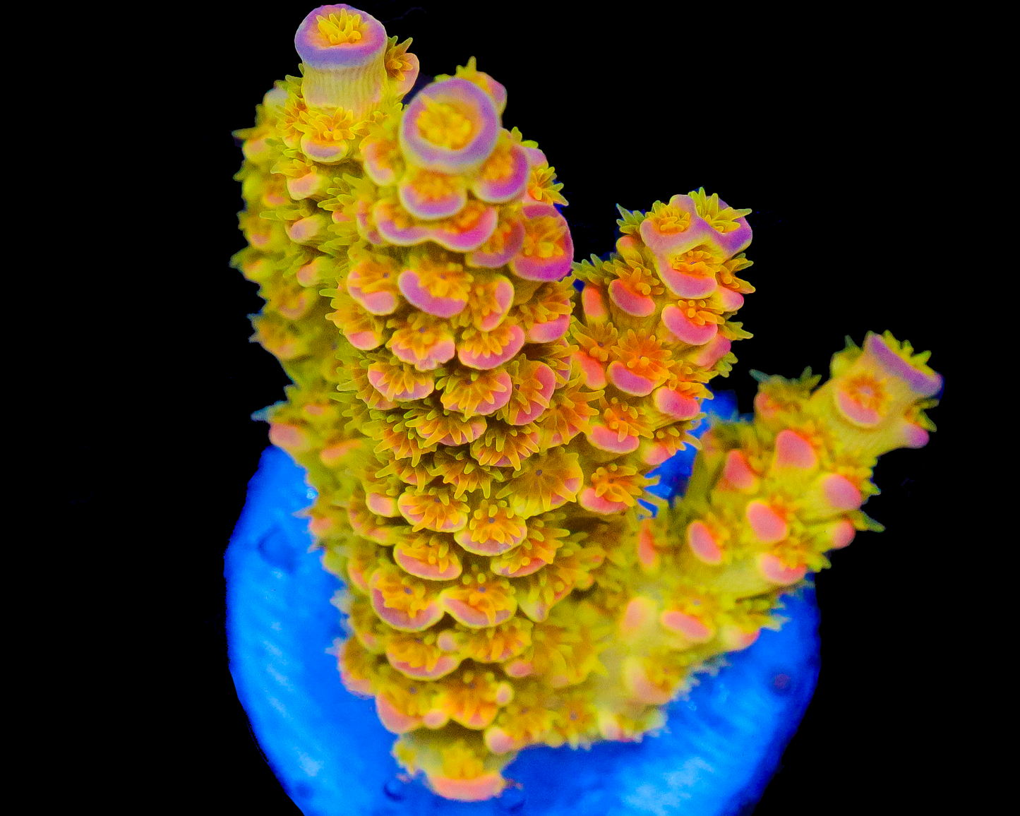 818'S URANIUM TENUIS SUPER LIMITED