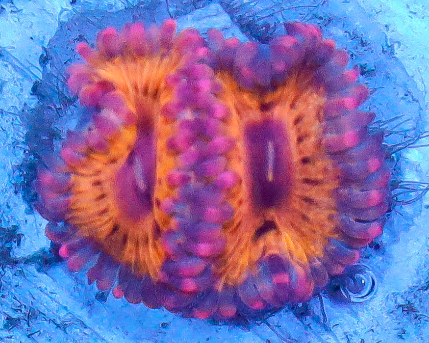 STRATOCASTER ZOAS