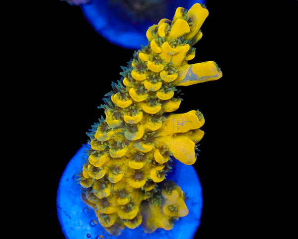 818'S PINEAPPLE SPLICE TENUIS GRAFTED