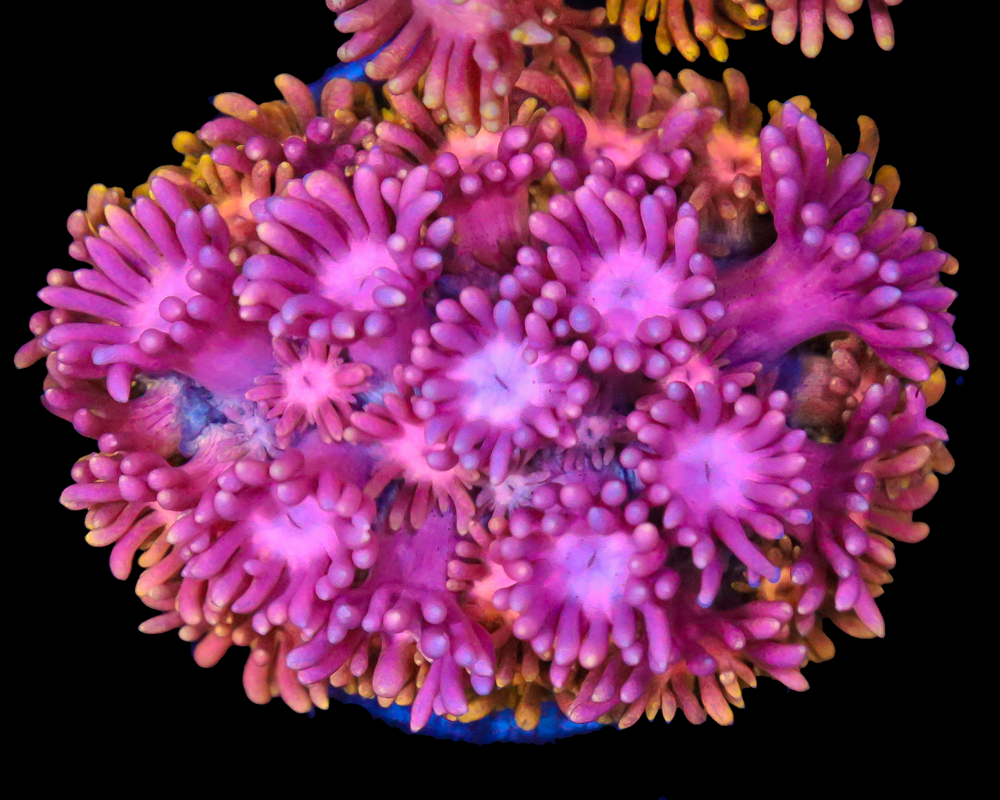 818'S GRAPE PUNCH GONI