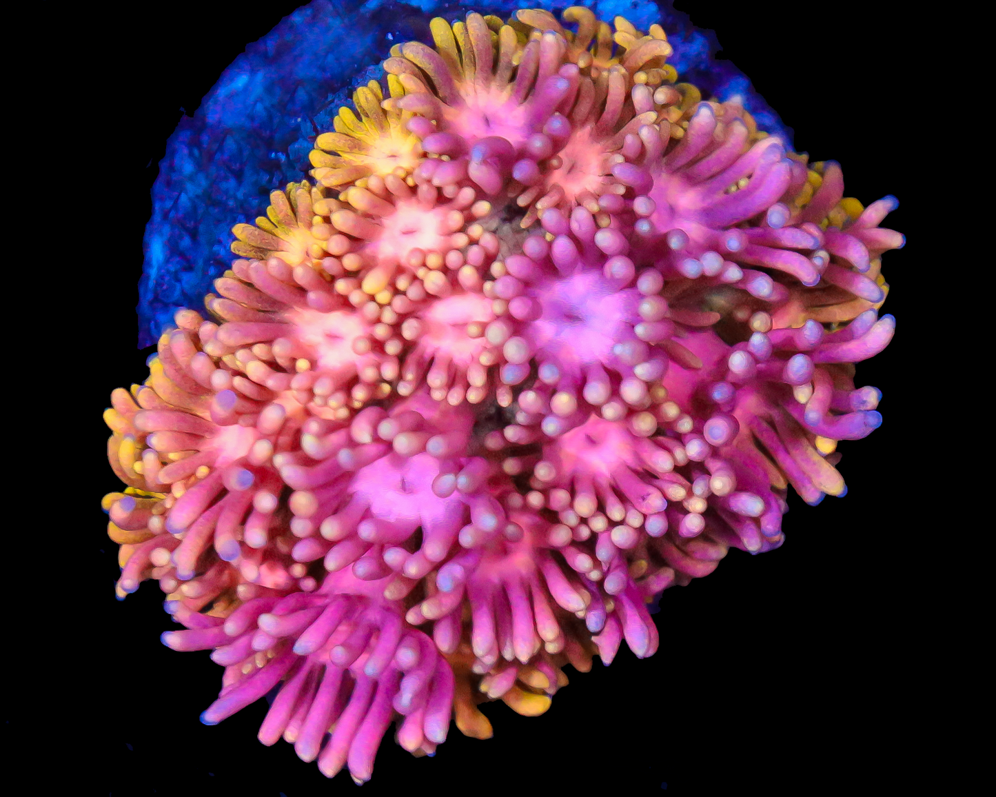 818'S FRUIT PUNCH GONI