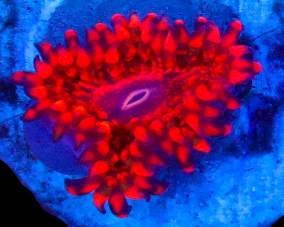 FLAMING MOHICIAN ZOAS