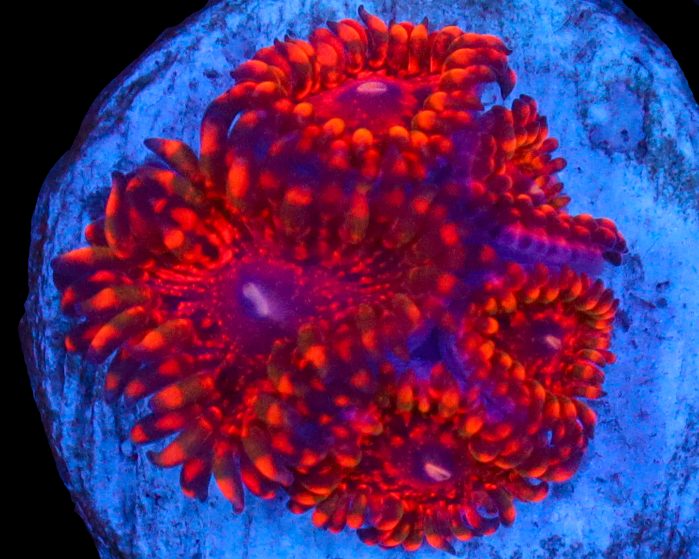 FLAMING MOHICIAN ZOAS