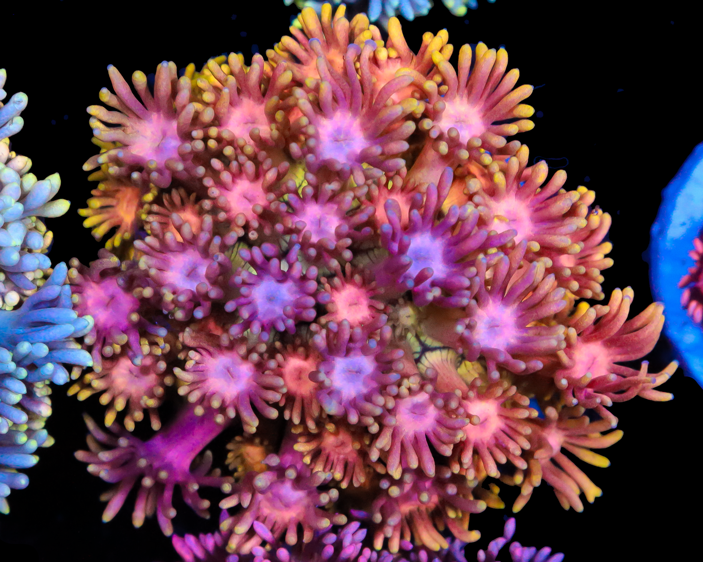 818'S FRUIT PUNCH GONI