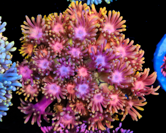 818'S FRUIT PUNCH GONI