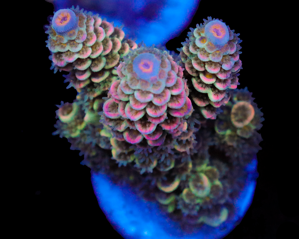 NEW RELEASE MALAYSIAN TENUIS