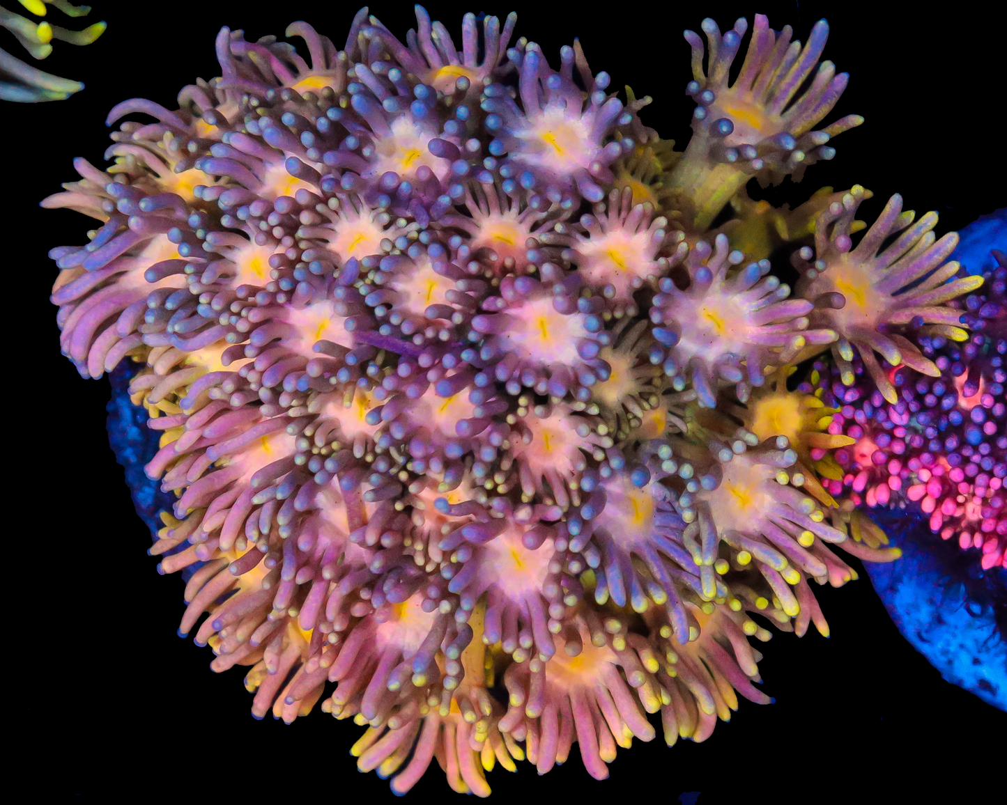 818'S BLUEBERRY DREAM GONI