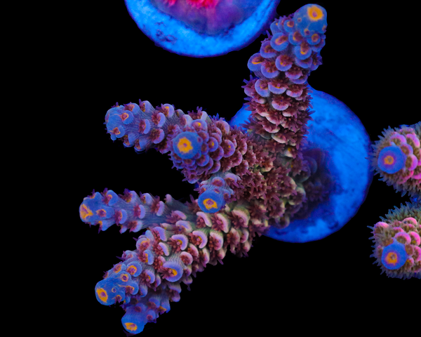 818'S RED VELVET TENUIS