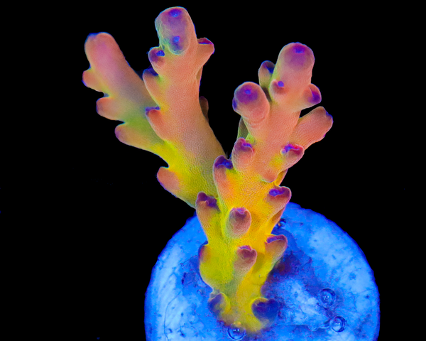 818'S AFTERMATH LOKANI