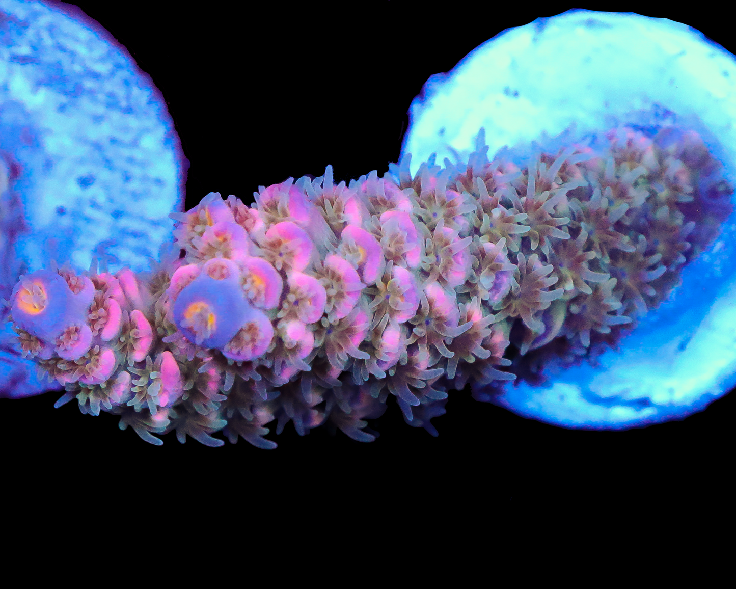 818'S PINK PUNCH TENUIS