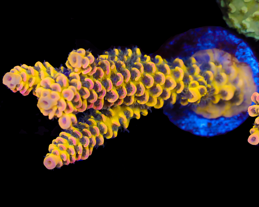 818'S FREAK SHOW TENUIS CHUNK GRAFTING STARTING IN THE ENCRUSTMENT