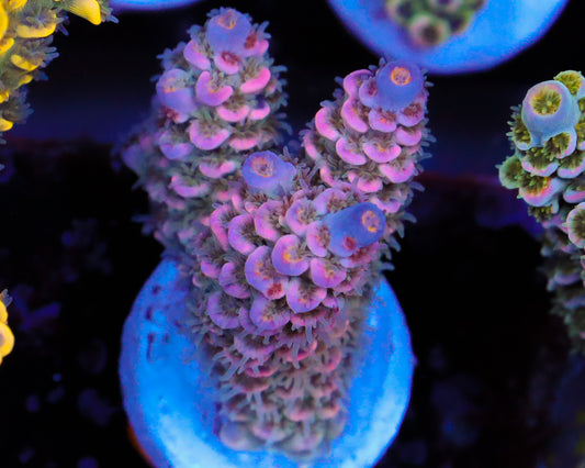 818'S PINKBERRY TENUIS