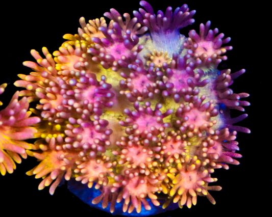 818'S DIRTY BIRD GONI