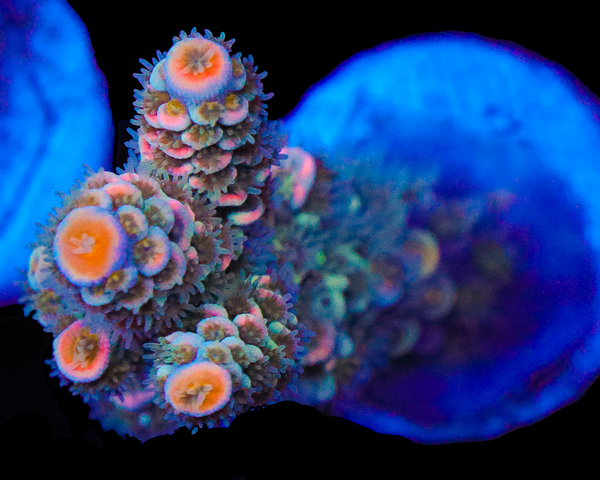 818'S PIT VIPER TENUIS